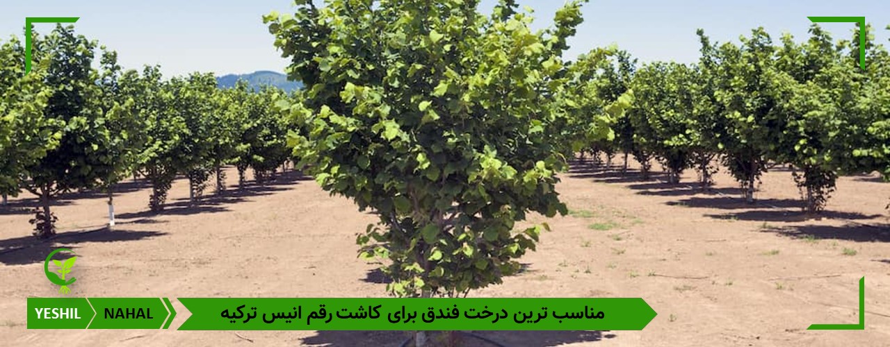 بهترین درخت فندق برای کاشت در ایران 