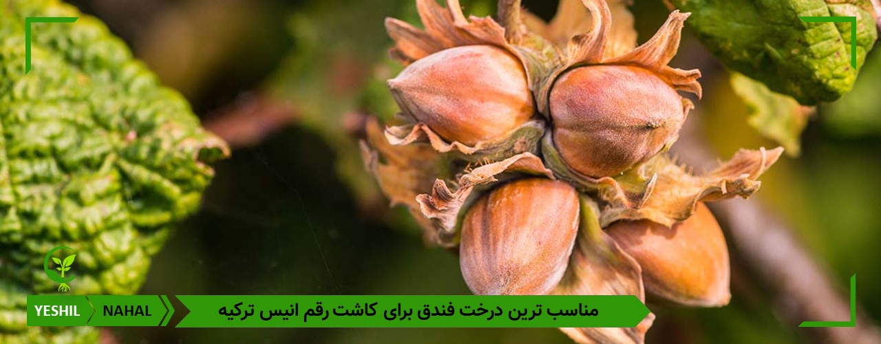 مناسب ترین و زودبازده ترین درخت فندق برای کاشت در مناطق مختلف ایران 