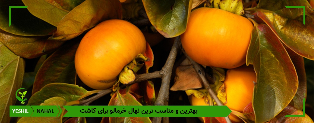 بهترین و مقاوم ترین درخت خرمالو برای کاشت در ایران