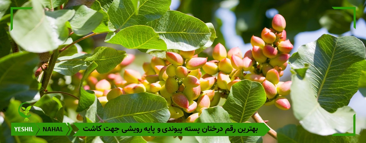 بهترین رقم درخت پسته برای کاشت در ایران 