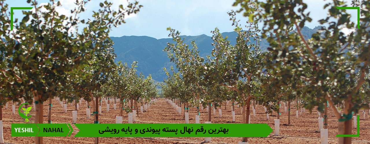 مناسب ترین و زودبازده ترین درخت پسته پیوندی برای کاشت در ایران