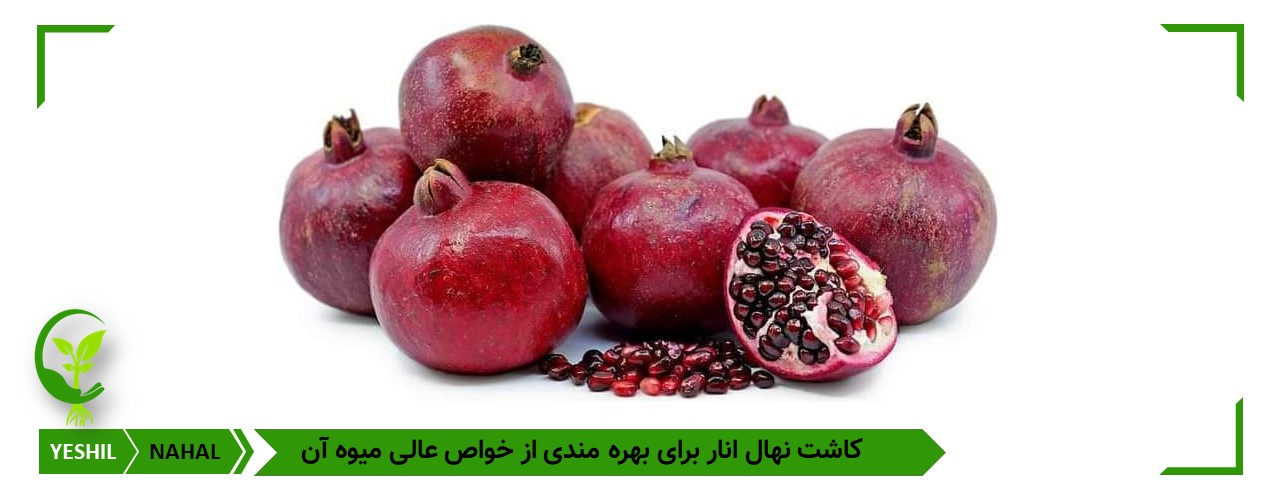 بهترین نهال انار برای کاشت در ایران