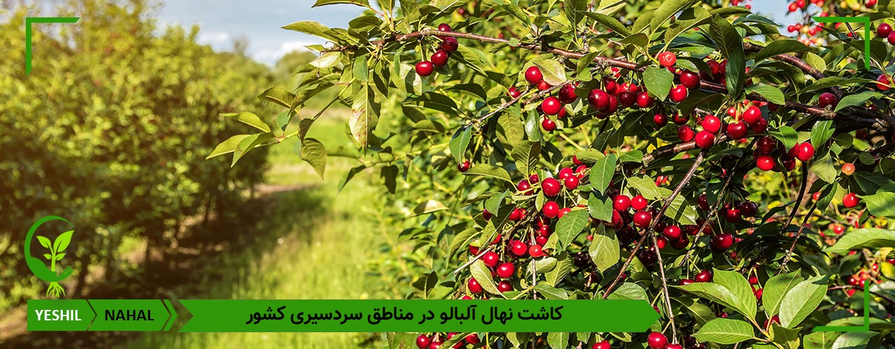 نهال آلبالو برای کاشت در مناطق مختلف ایران