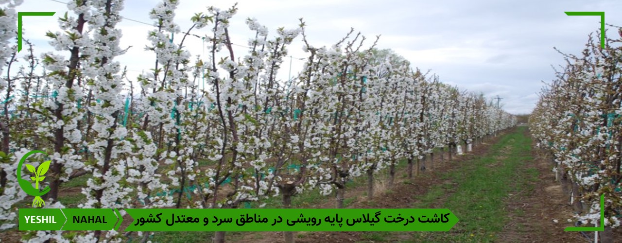 بهترین نهال گیلاس پایه رویشی برای کاشت در ایران