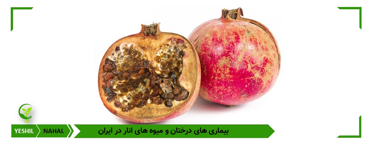 بدترین بیماری های درختان انار در شهر های ایران