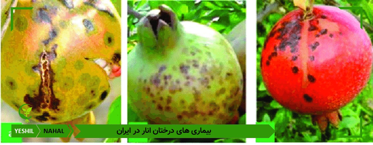 مهم ترین بیماری های درختان انار در ایران