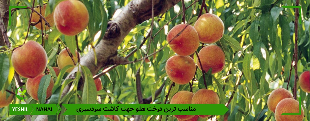 مهم ترین درختان هلو برای کاشت در ایران