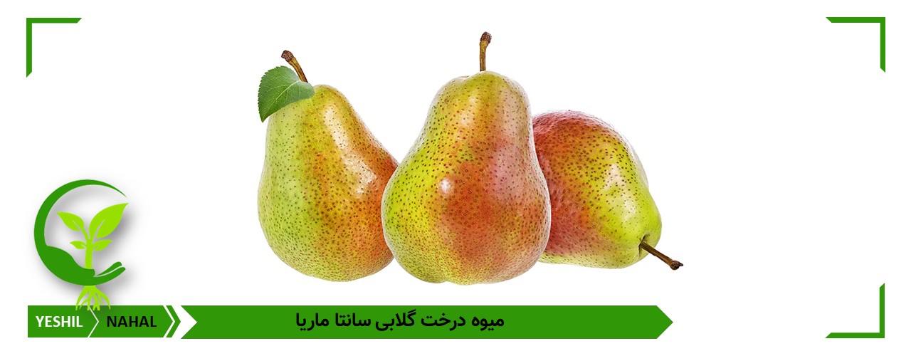 درخت گلابی خارجی سانتا ماریا