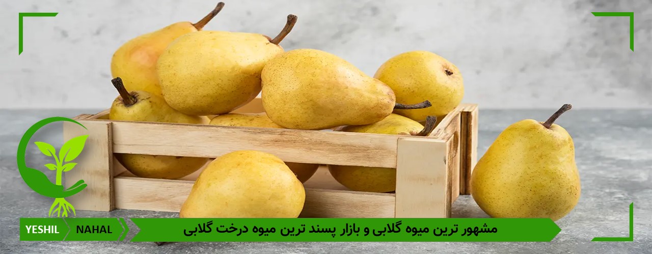 نهال گلابی پربار و مشهور کوشیا زودبازده ترین درخت گلابی جهت خرید و کاشت