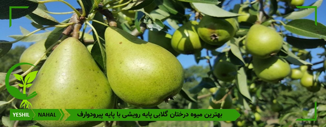 نهال گلابی سردسیری رقم مشو زودبازده