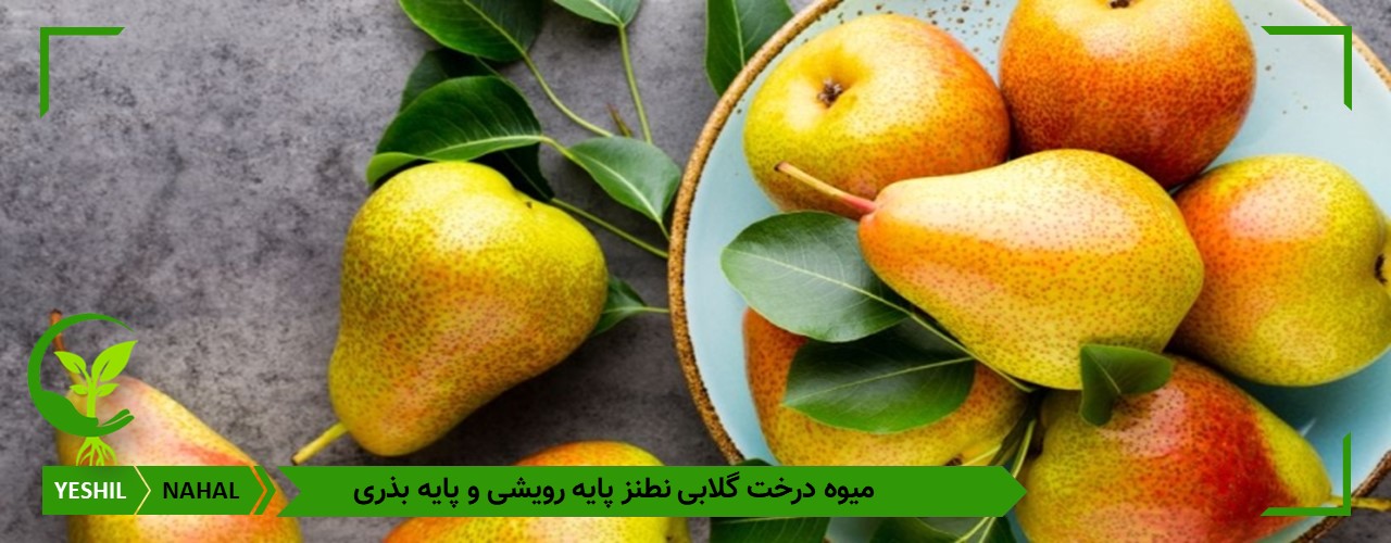 میوه نهال گلابی رقم نطنز و عکس میوه درخت گلابی