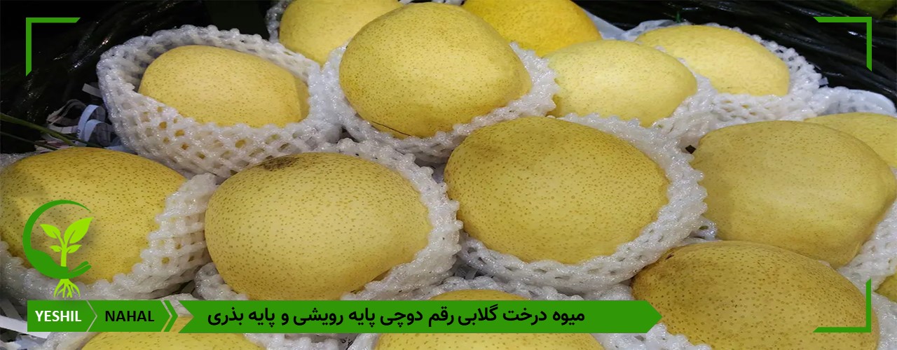 نهال گلابی دوچی پایه رویشی