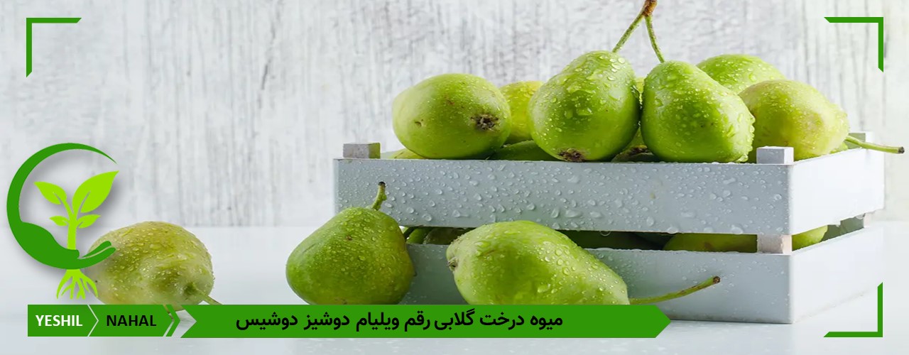 نهال گلابی ویلیام دوشیس جهت کاشت در مناطق سردسیری