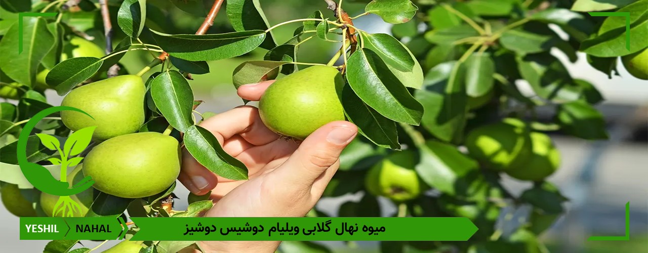 بهترین درخت گلابی دوشیس دوشیز پایه رویشی
