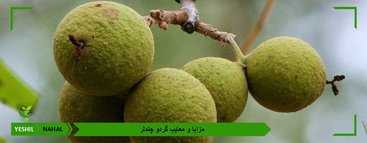 مزایا و معایب گردو چندلر