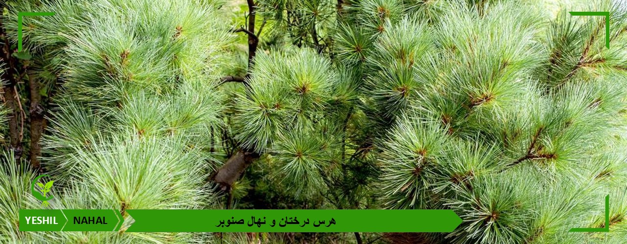هرس درختان و نهال صنوبر