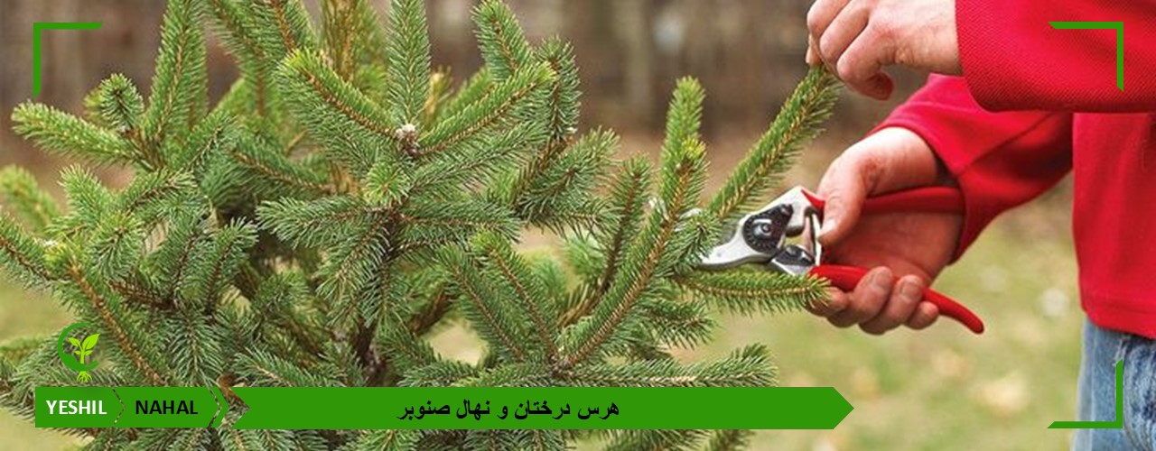 هرس درختان صنوبر | نحوه و شرایط صحیح هرس نهال صنوبر
