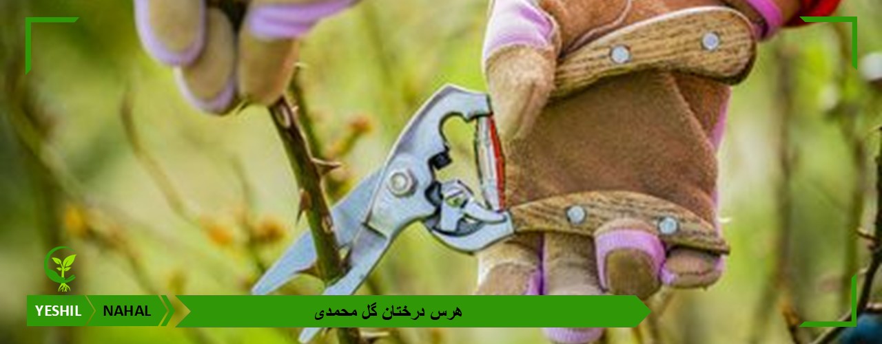 هرس درختان گل محمدی | نحوه و شرایط صحیح هرس نهال گل محمدی