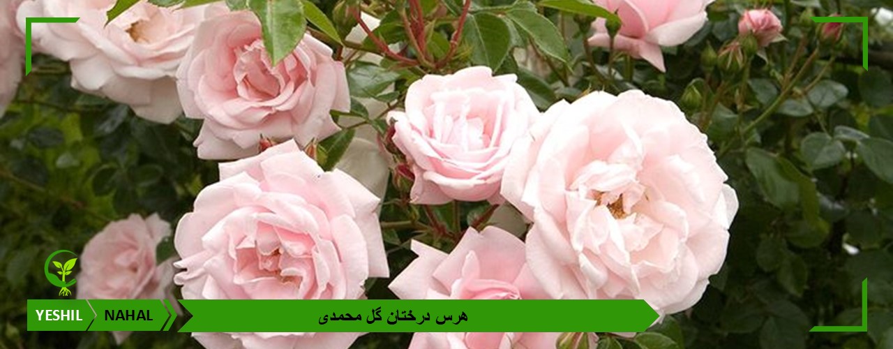 هرس درختان گل محمدی
