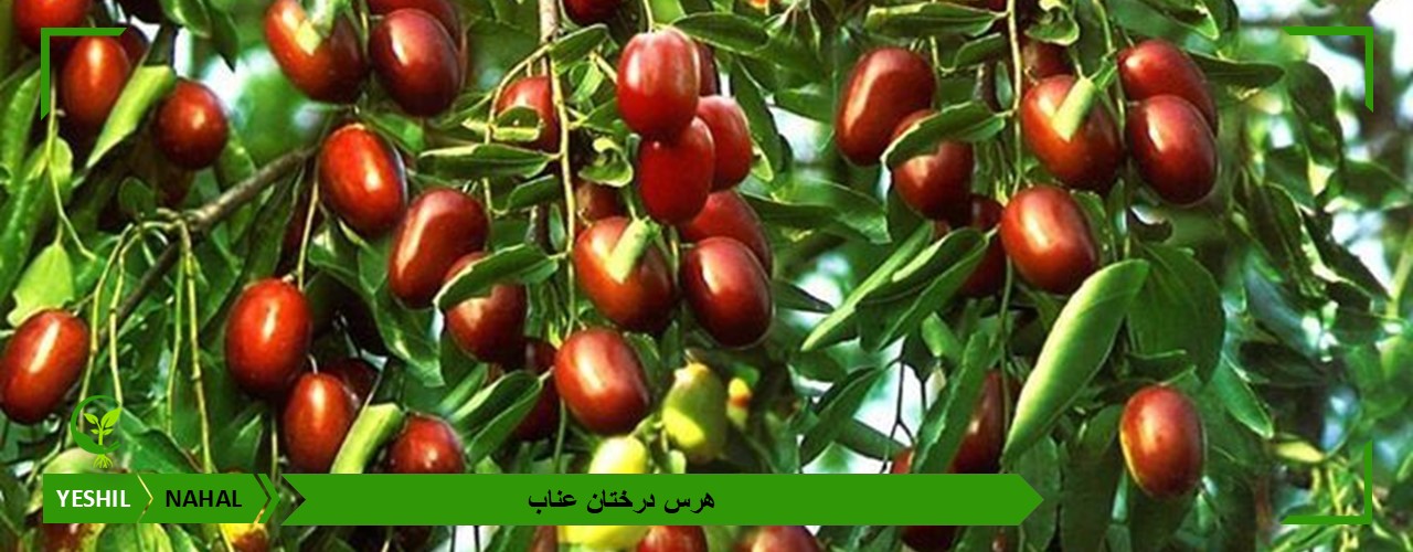 هرس درختان عناب