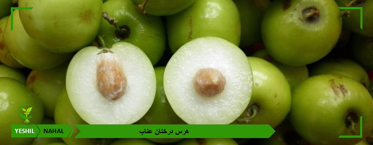 هرس درختان عناب | نحوه و شرایط هرس اصولی و صحیح نهال عناب