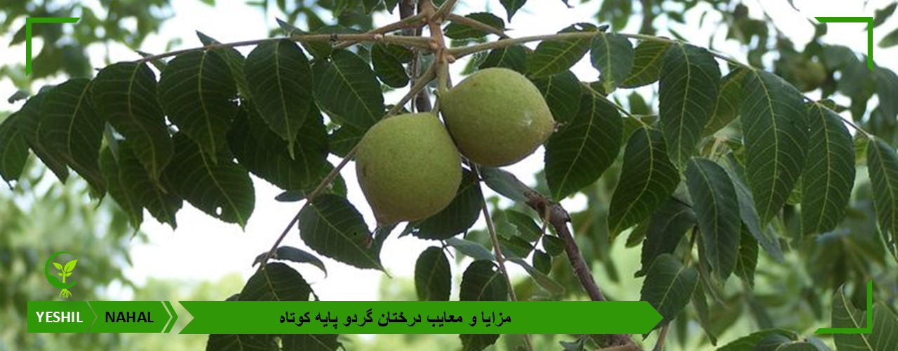 مزایا و معایب درختان گردو پایه کوتاه