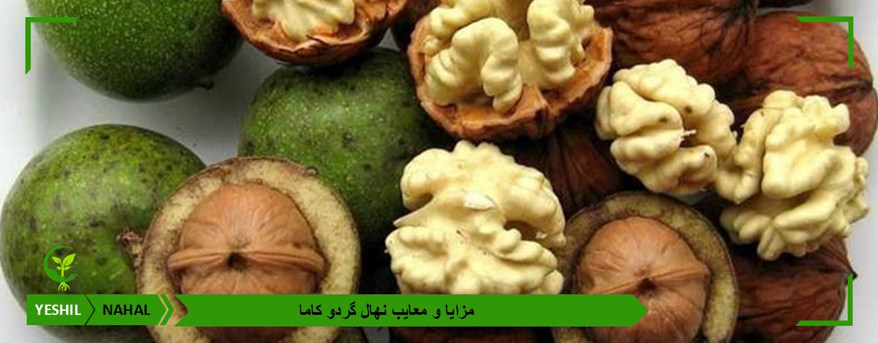 مزایا و معایب نهال گردو کاما