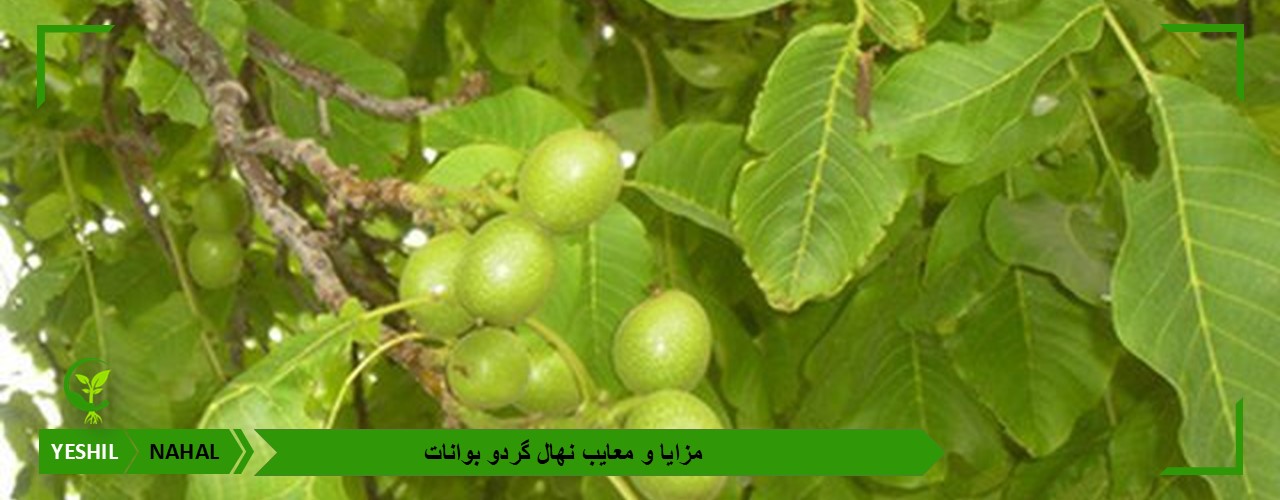 مزایا و معایب نهال گردو بوانات