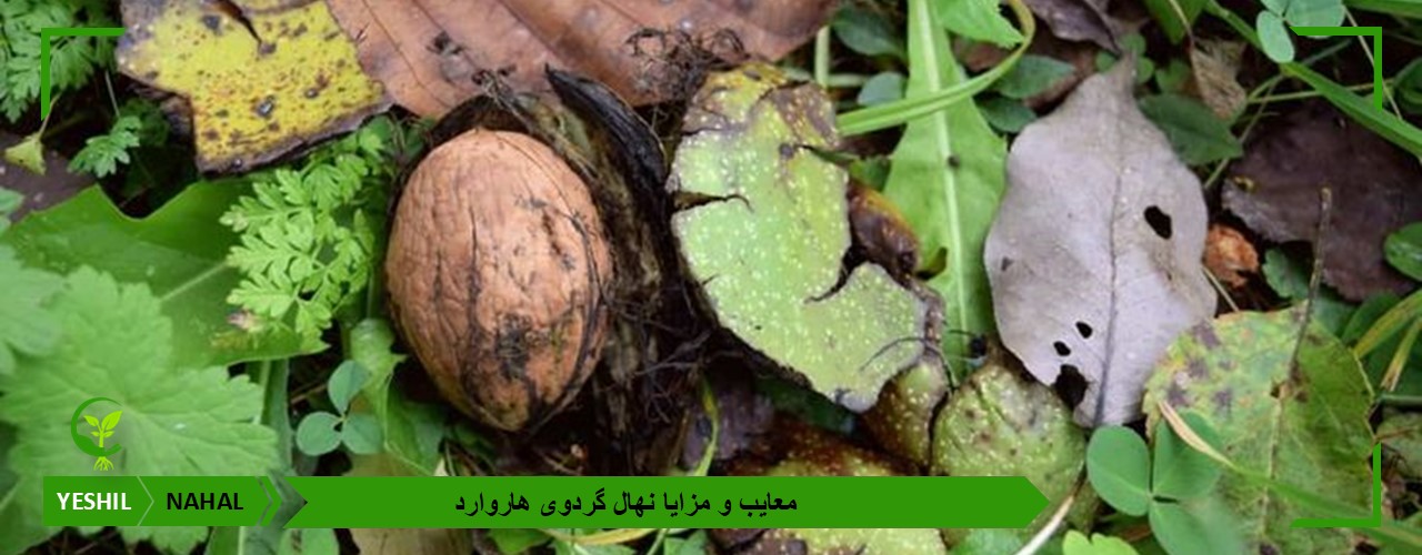 معایب و مزایا نهال گردوی هاروارد