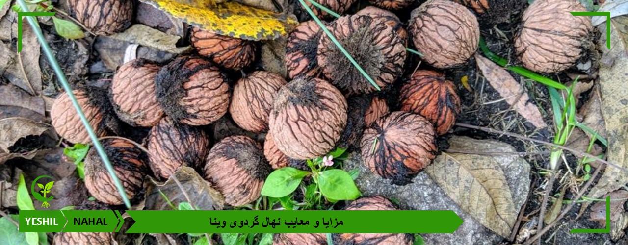 مزایا و معایب نهال گردوی وینا