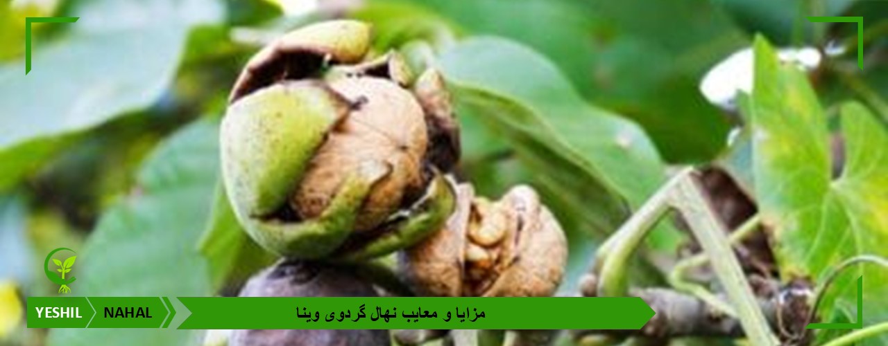 مزایا و معایب نهال گردوی وینا