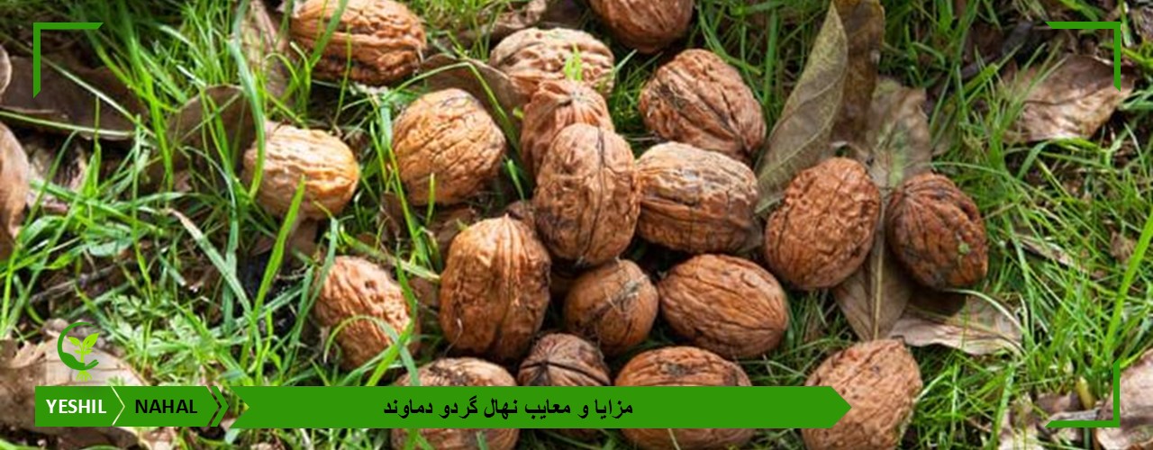 مزایا و معایب نهال گردو دماوند