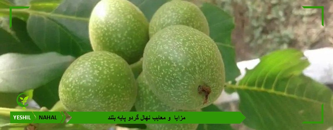 مزایا و معایب نهال گردو پایه بلند