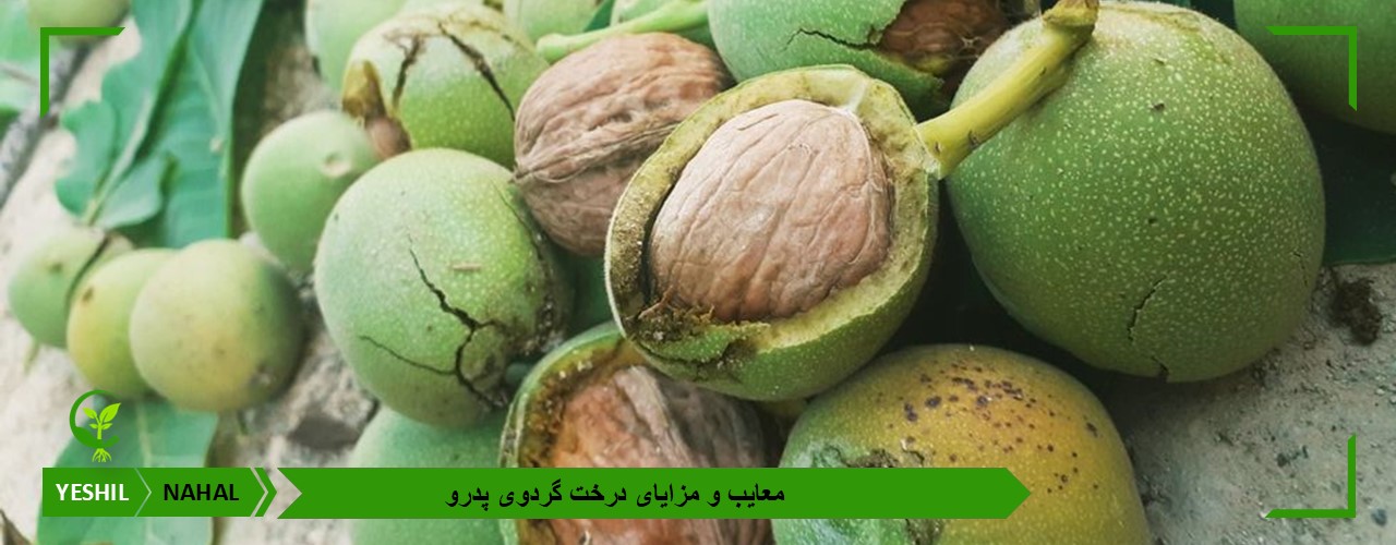 معایب و مزایای درخت گردوی پدرو
