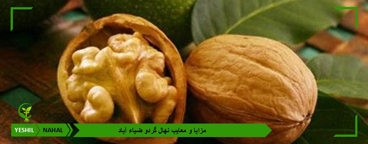 مزایا و معایب نهال گردو ضیاء آباد