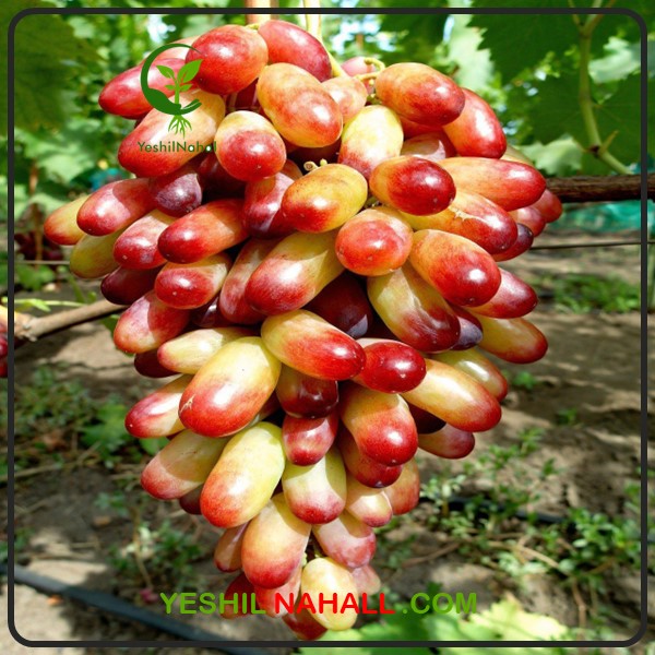 نهال انگور مکیاج فینگر مانیکور 