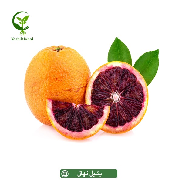 نهال پرتقال خونی