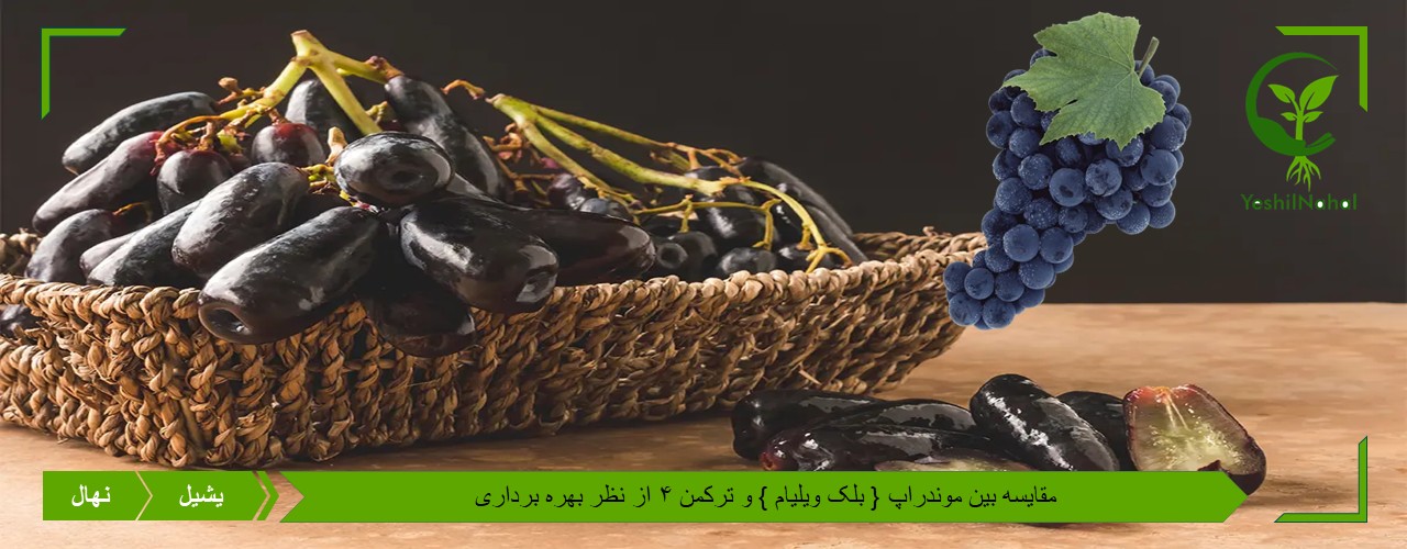سوددهی موندراپ و ترکمن 4