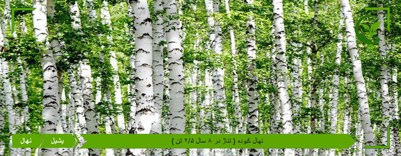 خرید نهال کبوده