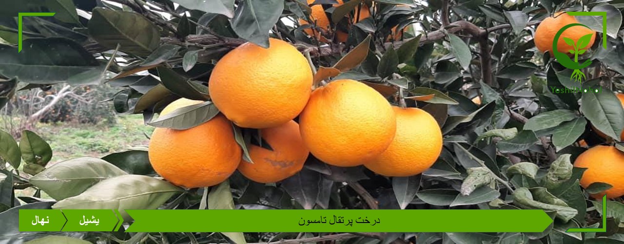 خرید نهال پرتقال تامسون