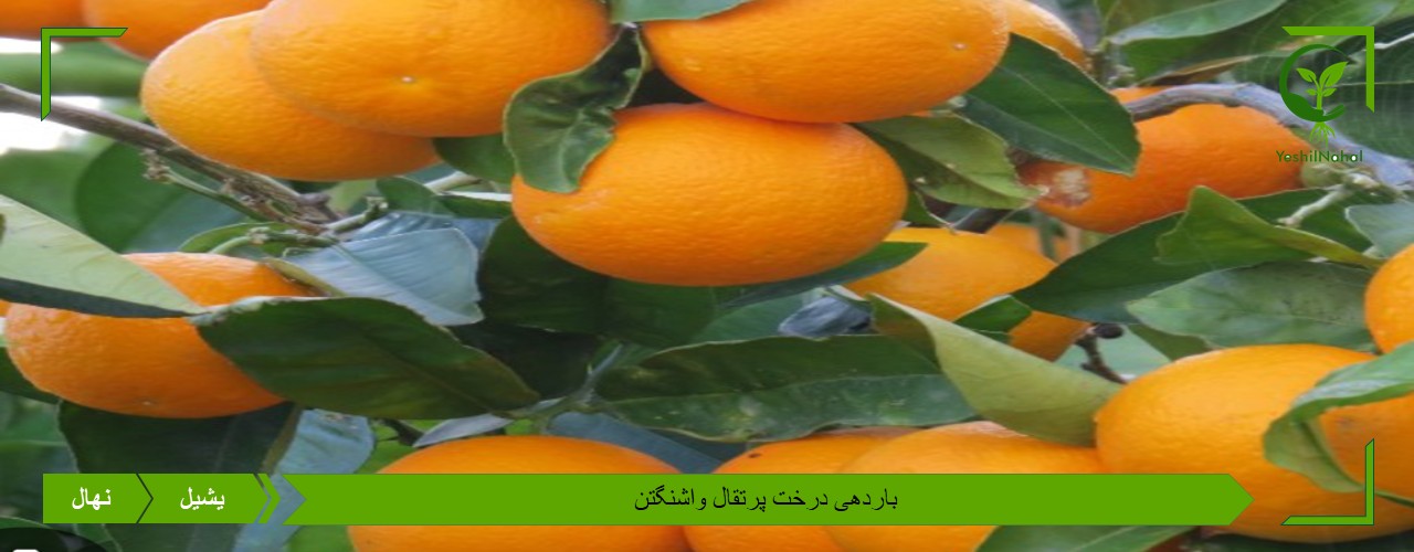خرید نهال پرتقال واشنگتن
