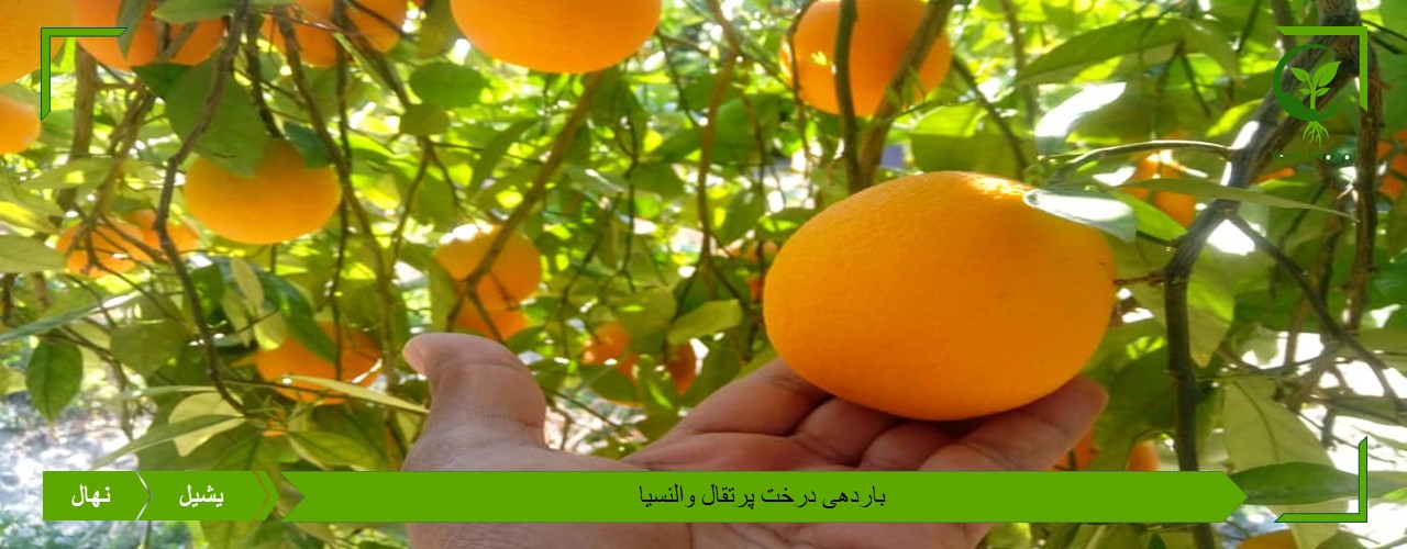 خرید نهال پرتقال والنسیا
