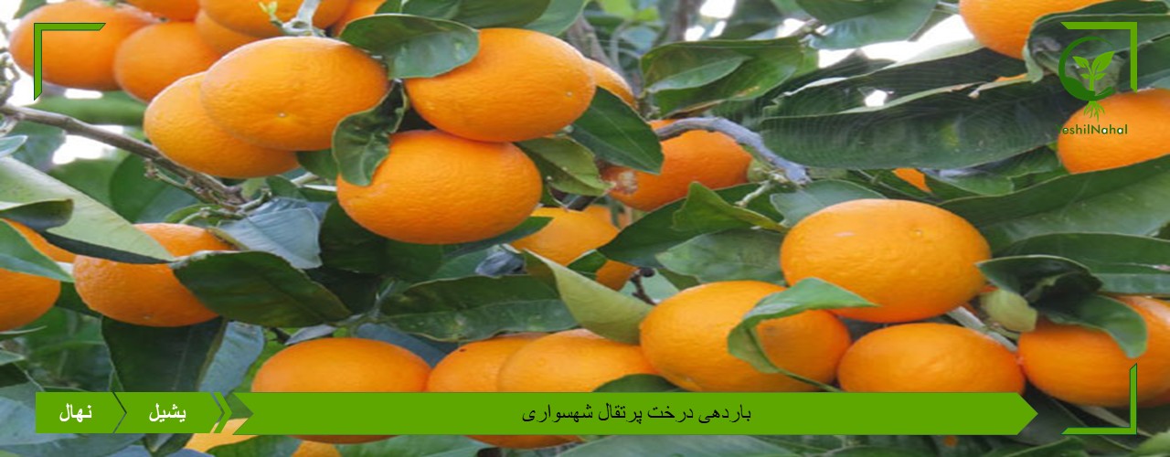 خرید نهال پرتقال شهسواری