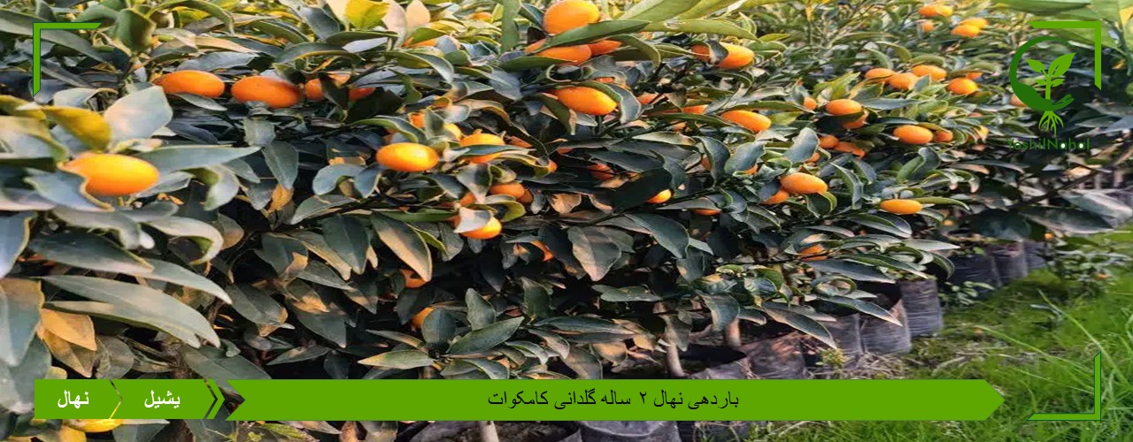 خرید نهال کامکوات