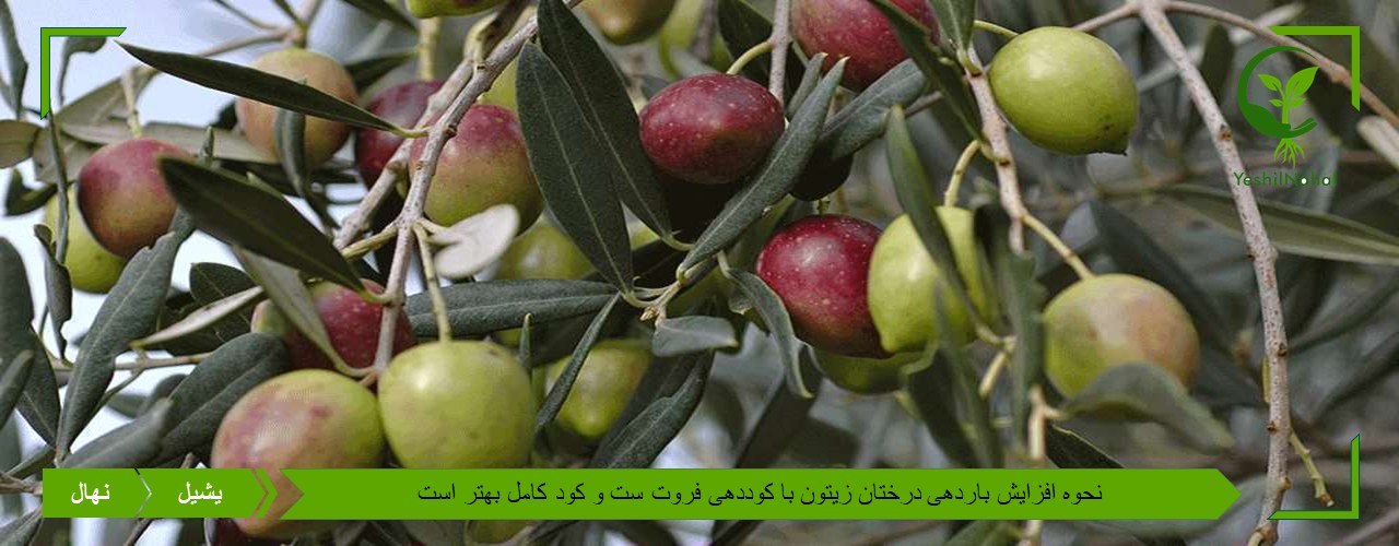نحوه افزایش بار درختان زیتون