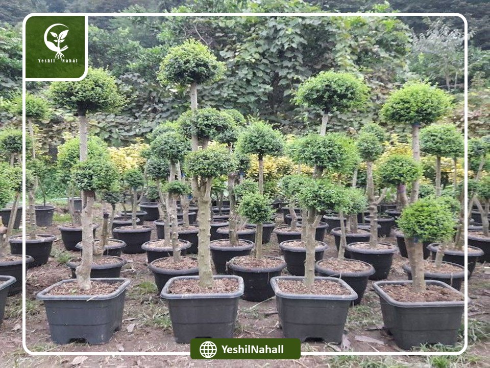 درختچه مورت پیوندی