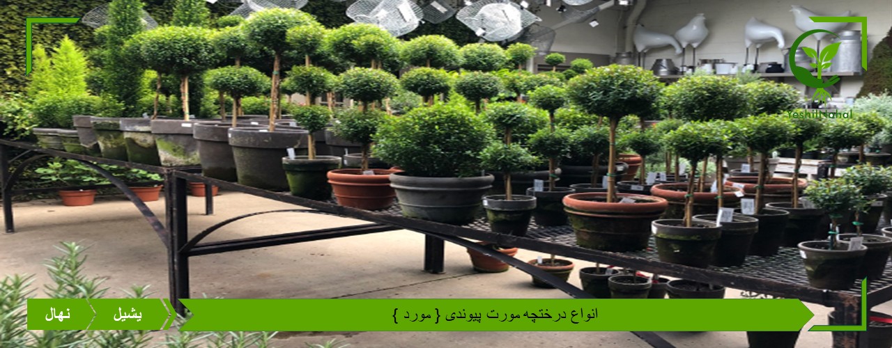 درختچه مورت پیوند شده