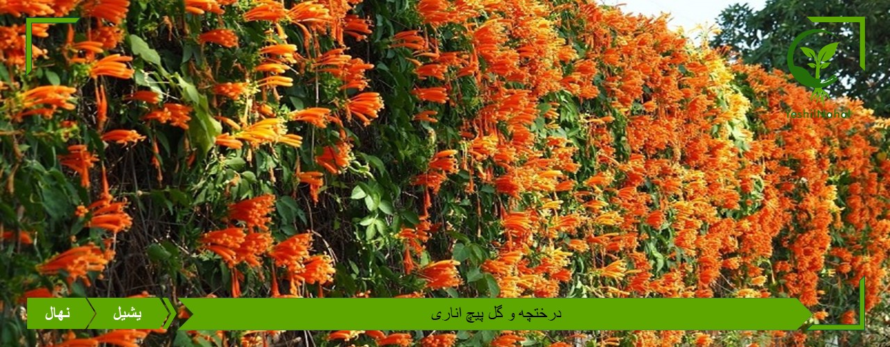 درختچه پیچ اناری