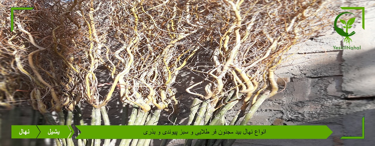 خرید نهال بید مجنون فر پیوندی