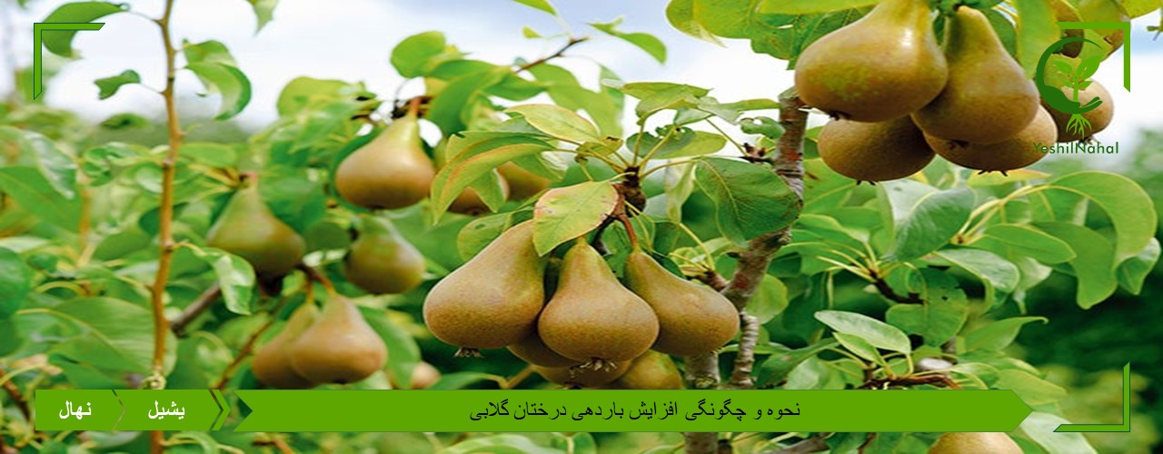 بیشتر کردن بار درخت های گلابی